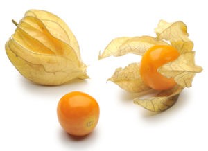 Physalis0.jpg